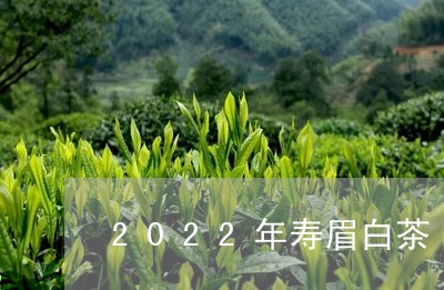 2022年寿眉白茶/2023120521603