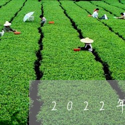 2022年忙肺普洱茶口感/2023110137142