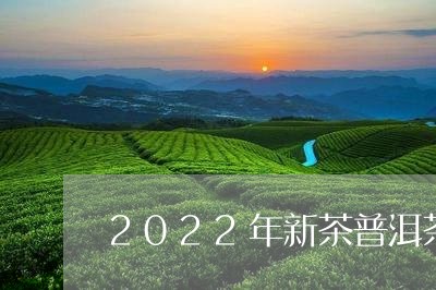 2022年新茶普洱茶/2023100875269