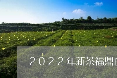 2022年新茶福鼎白茶白牡丹/2023062918370