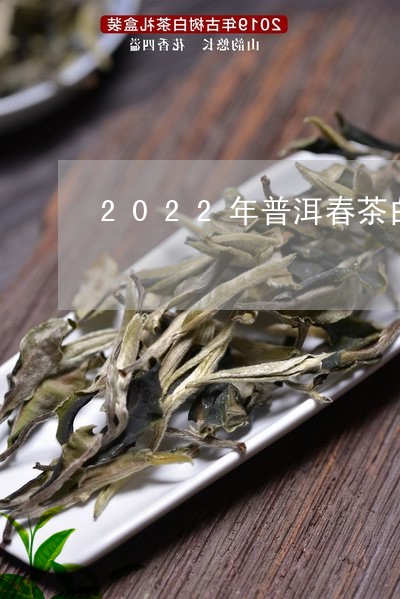 2022年普洱春茶白茶价格/2023111657580