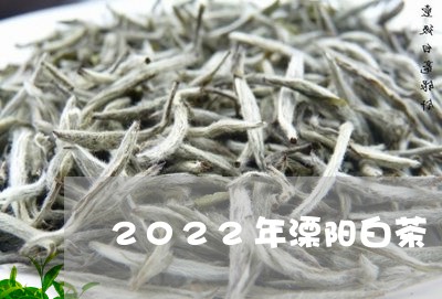 2022年溧阳白茶/2023071326168