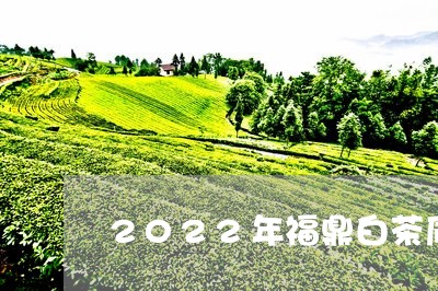 2022年福鼎白茶质量/2023092131414