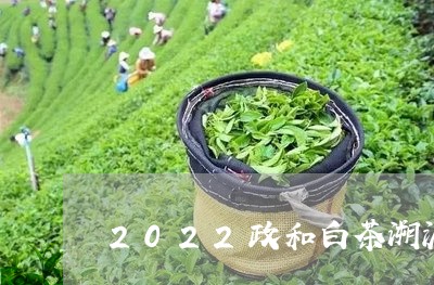 2022政和白茶溯源码/2023082525940