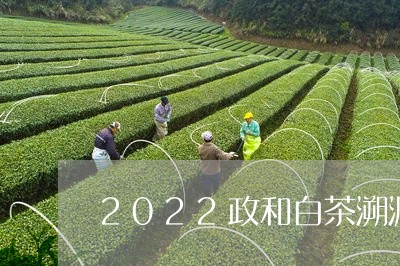 2022政和白茶溯源码/2023082624048