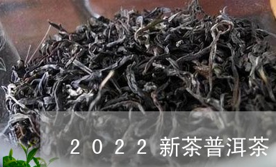 2022新茶普洱茶/2023070911715