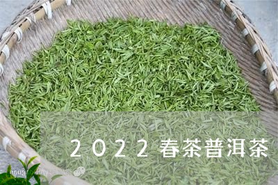 2022春茶普洱茶/2023112657161