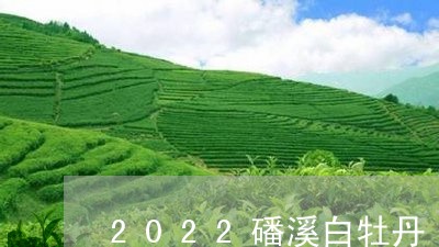 2022磻溪白牡丹/2023091437149