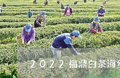 2022福鼎白茶海丝国际杯/2023062938371