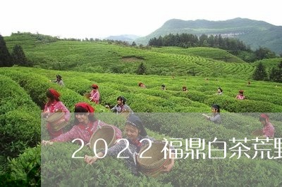 2022福鼎白茶荒野银针茶青/2023062876360