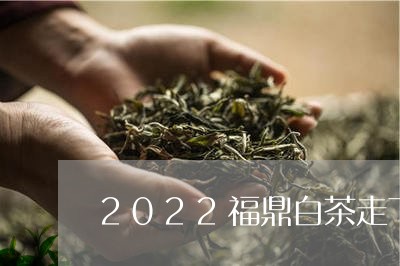 2022福鼎白茶走下神坛/2023092639604