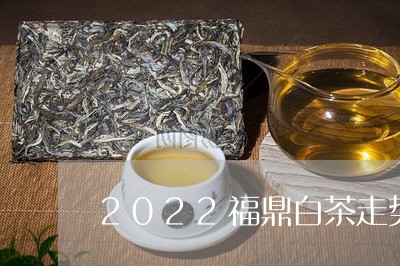 2022福鼎白茶走势/2023092074724