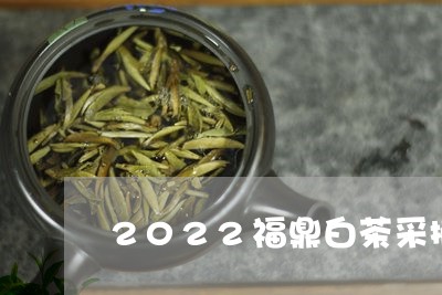 2022福鼎白茶采摘价格/2023062961503