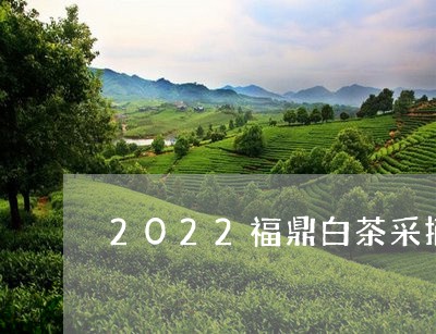 2022福鼎白茶采摘时间表/2023062979593