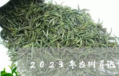 2023年古树芽孢普洱茶/2023112942825