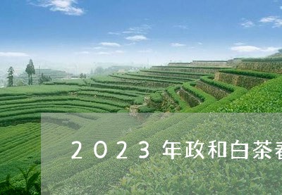 2023年政和白茶春茶季/2023111525048