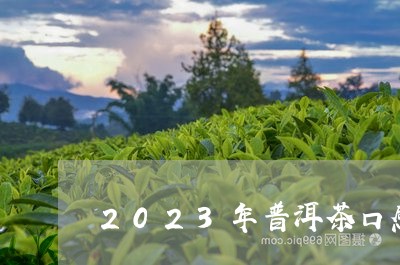 2023年普洱茶口感/2023120649371