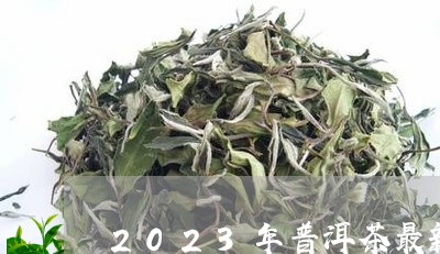 2023年普洱茶最新行情/2023110245958