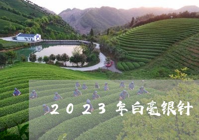 2023年白毫银针/2023120659603