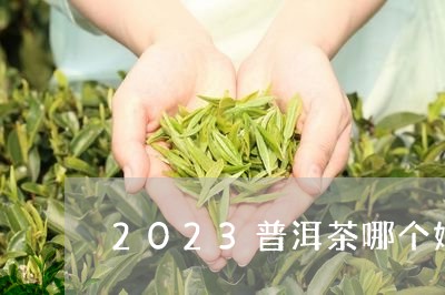 2023普洱茶哪个好/2023101779593