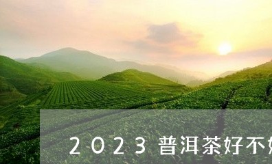 2023普洱茶好不好/2023120691694