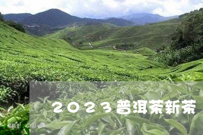 2023普洱茶新茶/2023120556049