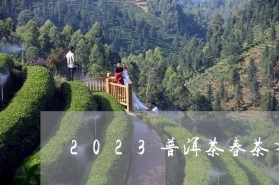 2023普洱茶春茶有了吗/2023112881038