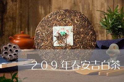 209年春安吉白茶/2023121325050