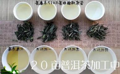 20亩普洱茶加工中心/2023062946149