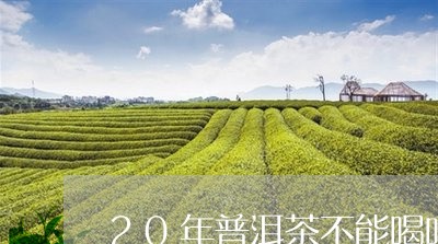 20年普洱茶不能喝吗/2023062131684