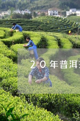 20年普洱茶要多少钱一斤/2024010484030