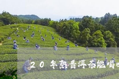 20年熟普洱茶能喝吗/2023061595049