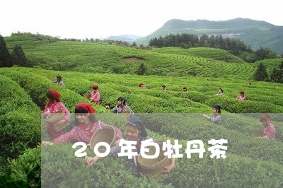 20年白牡丹茶/2023112359505