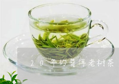 20年的普洱老树茶/2023042897130