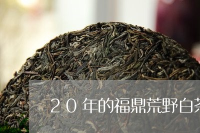 20年的福鼎荒野白茶价格/2023062791401