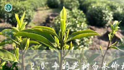 20年的老树白茶价格/2023092747182