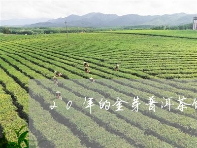 20年的金芽普洱茶饼价格/2023112877170