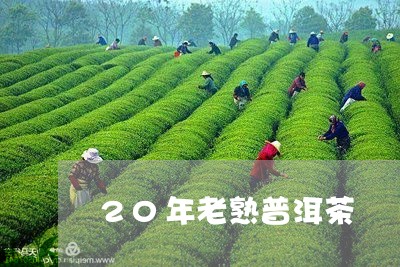 20年老熟普洱茶/2023120467360