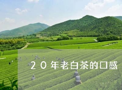 20年老白茶的口感/2023071329379