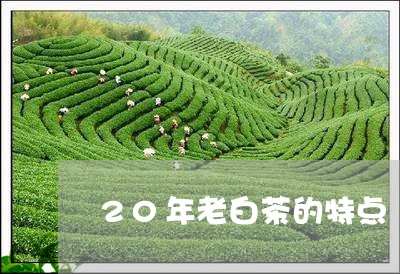 20年老白茶的特点/2023071313959