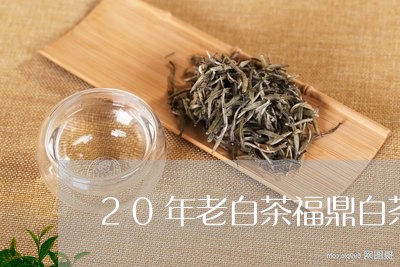 20年老白茶福鼎白茶/2023092051705