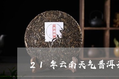 21年云南天气普洱茶/2023062446049