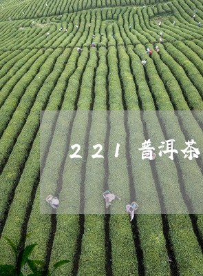 221普洱茶/2023081506048