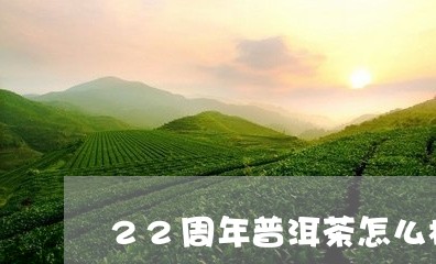 22周年普洱茶怎么样/2023061536271