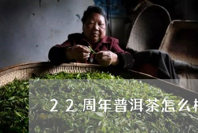 22周年普洱茶怎么样/2023092671594