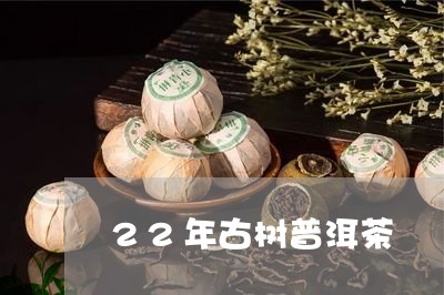 22年古树普洱茶/2023110341506