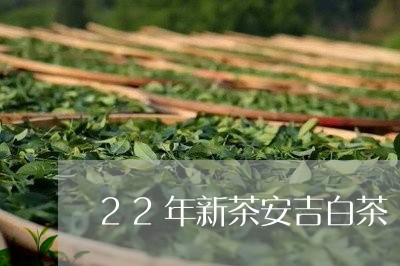 22年新茶安吉白茶/2023121544725