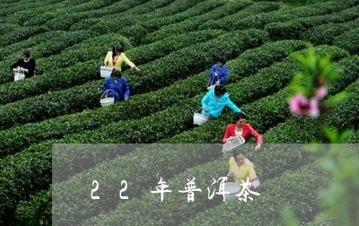 22年普洱茶/2023091350604