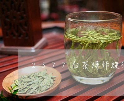 2377白茶蹲师旋律/2023092777592