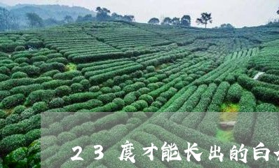 23度才能长出的白茶/2023092747695